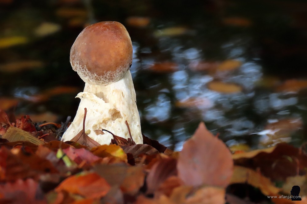 paddenstoel bij Heidehuizen (6)