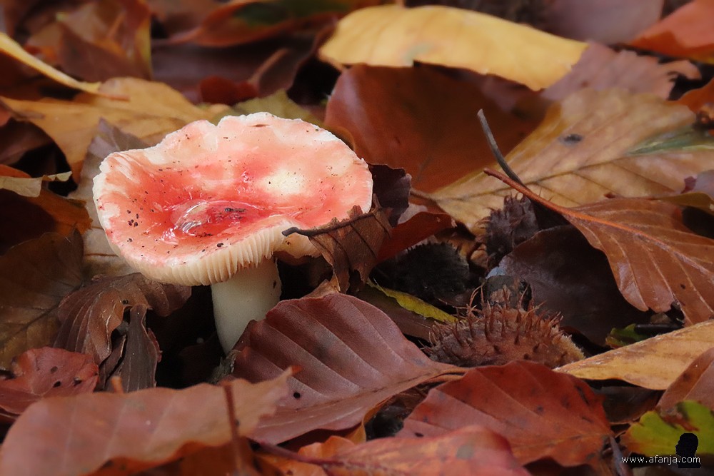 paddenstoel bij Heidehuizen (5)