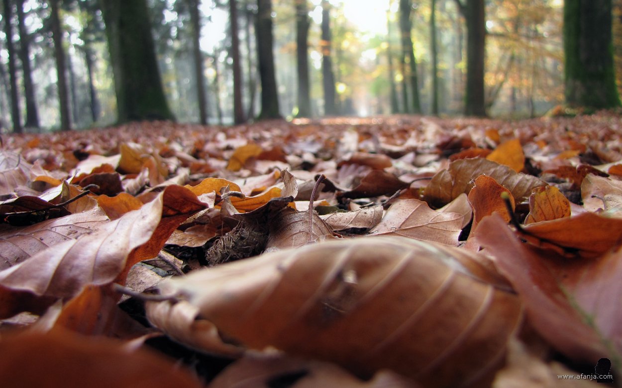 een dik bladerdek dankzij najaarsstorm Ciaran