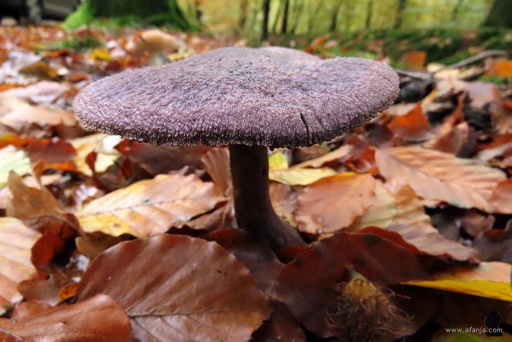 paddenstoel bij Heidehuizen (1)