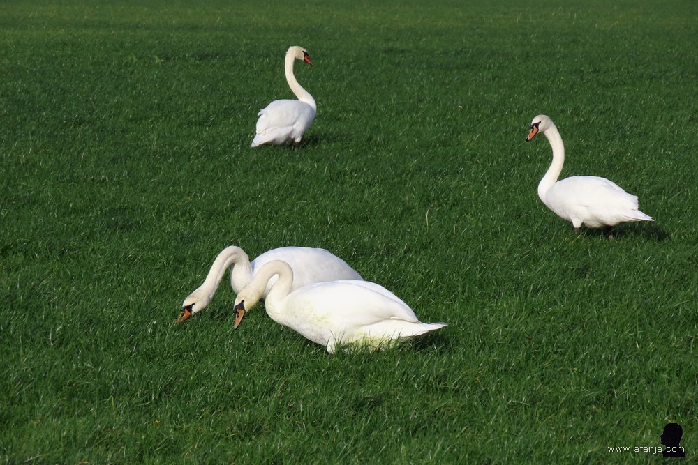 de meest heldhaftige zwanen blijven in de buurt van de weg grazen