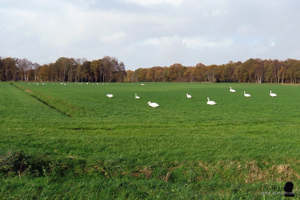 een weiland vol zwanen