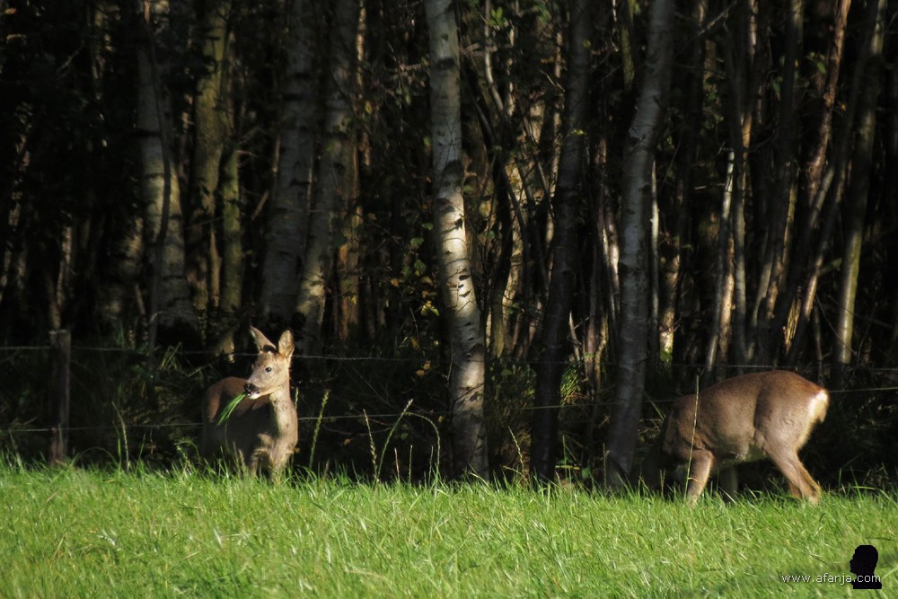 reeën bij Hemrik