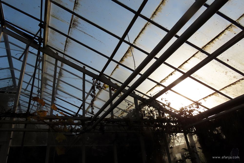 het glazen dak van één van de kassen van de oude Tuinbouwschool Frederiksoord