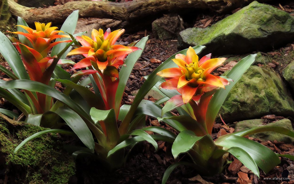 kleur en fleur in de Orchideeënhoeve