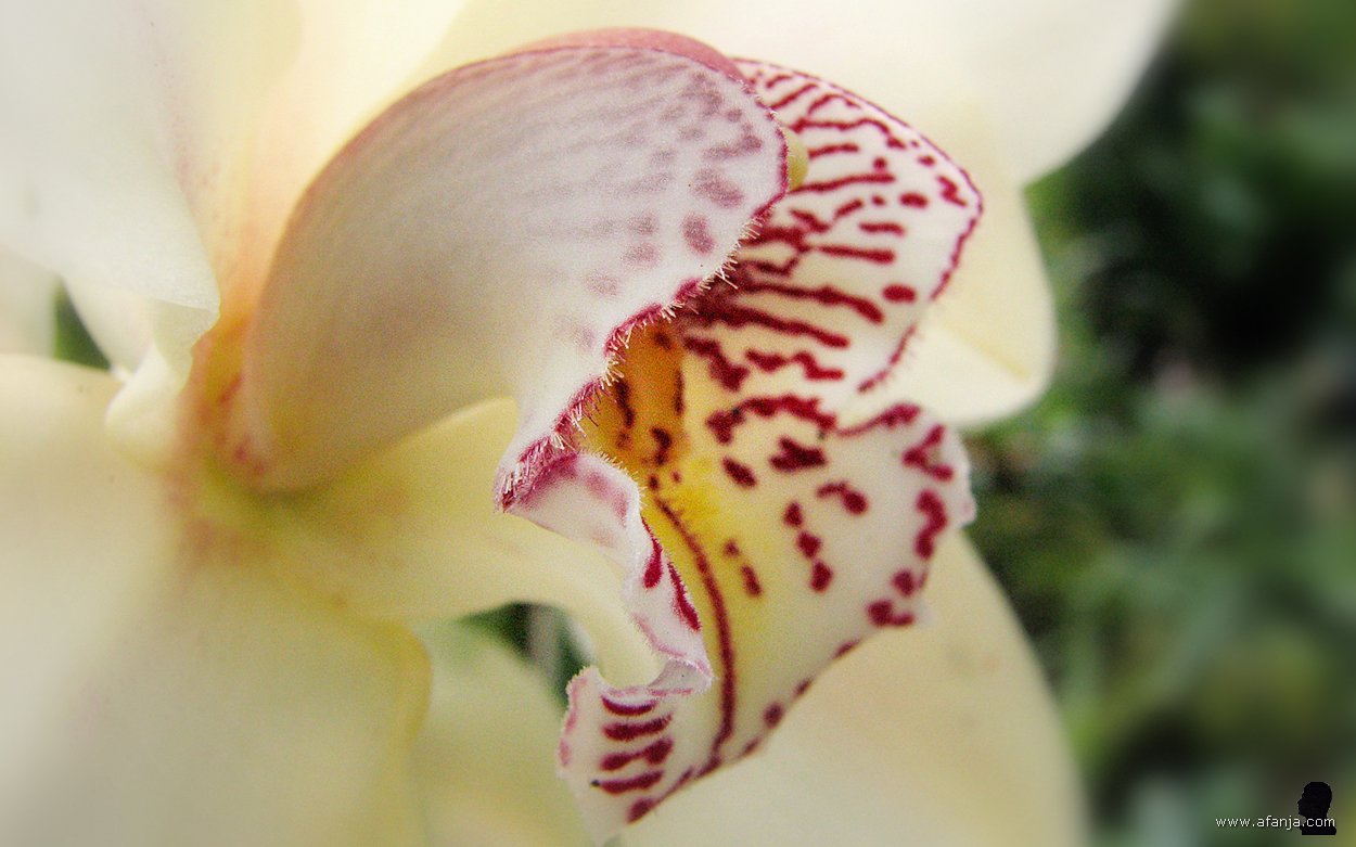 kleur en fleur in de Orchideeënhoeve