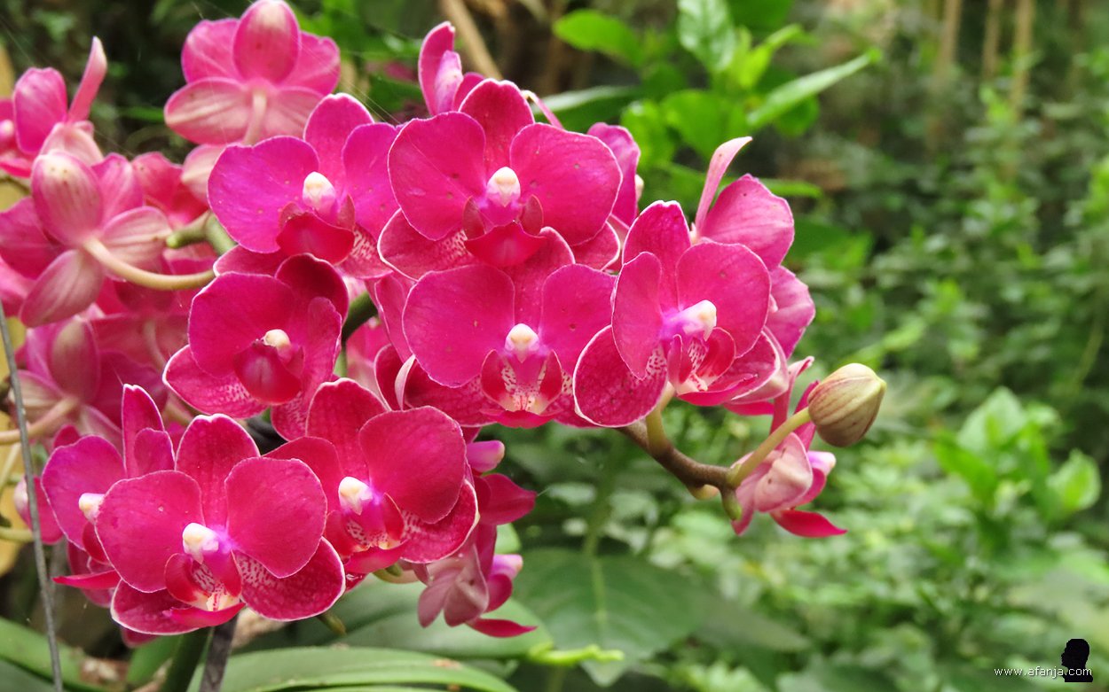 kleur en fleur in de Orchideeënhoeve