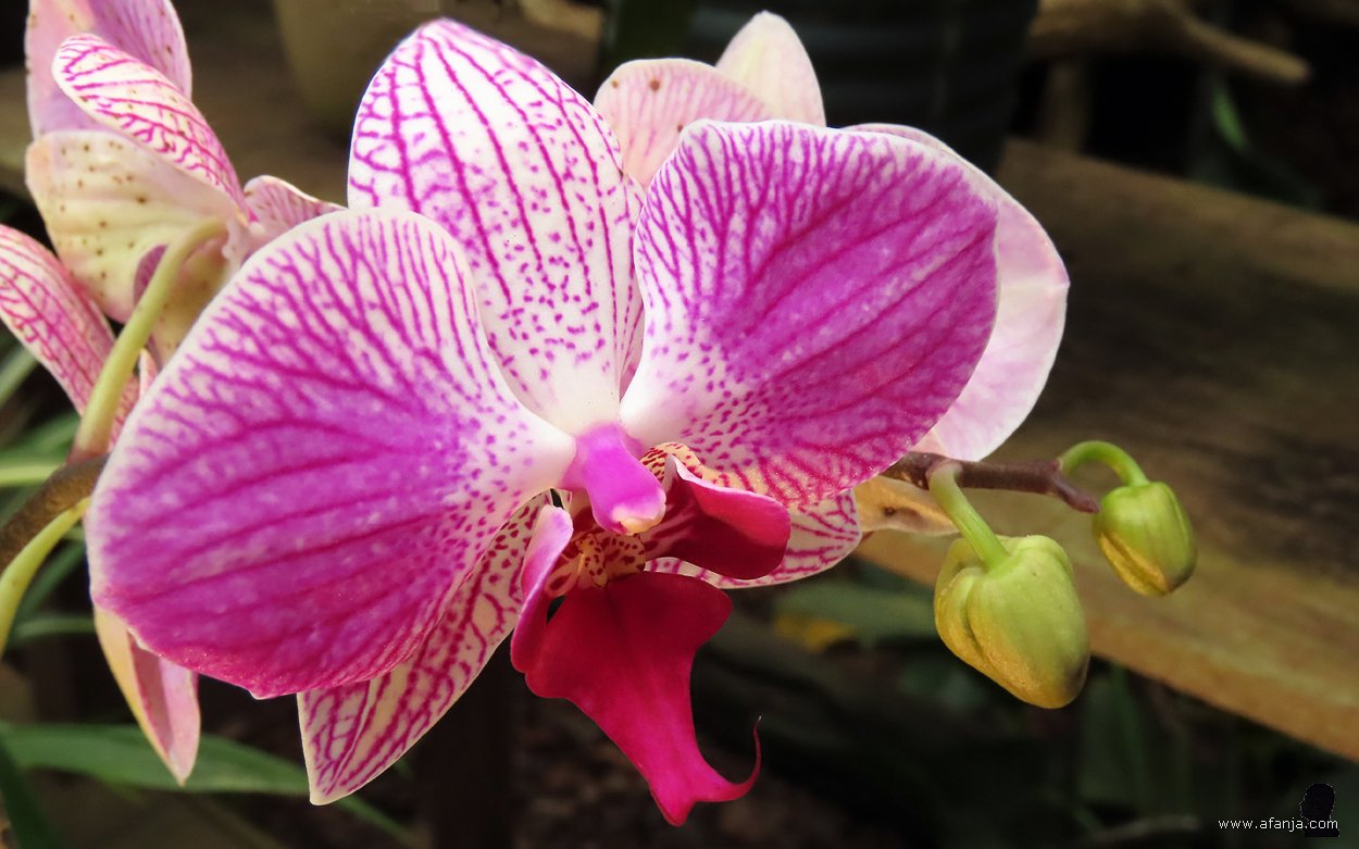 kleur en fleur in de Orchideeënhoeve