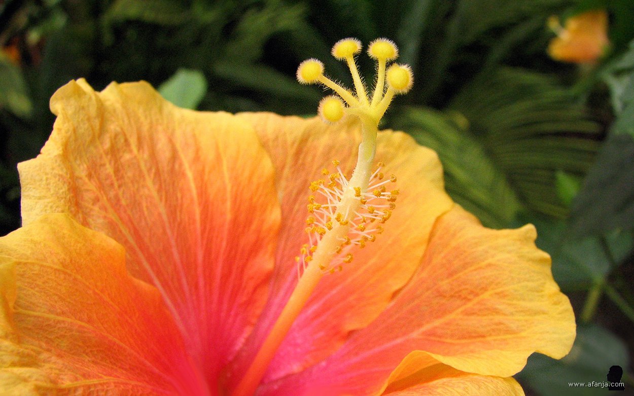 kleur en fleur in de Orchideeënhoeve