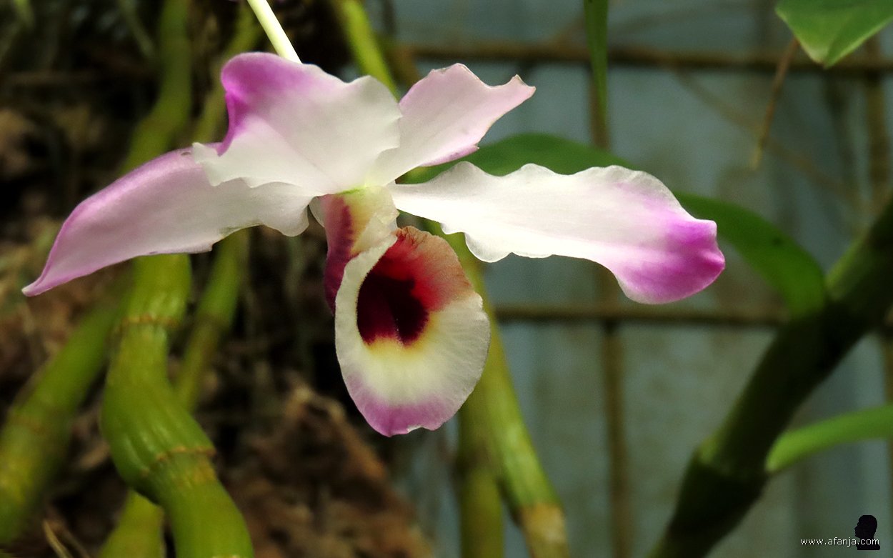 kleur en fleur in de Orchideeënhoeve
