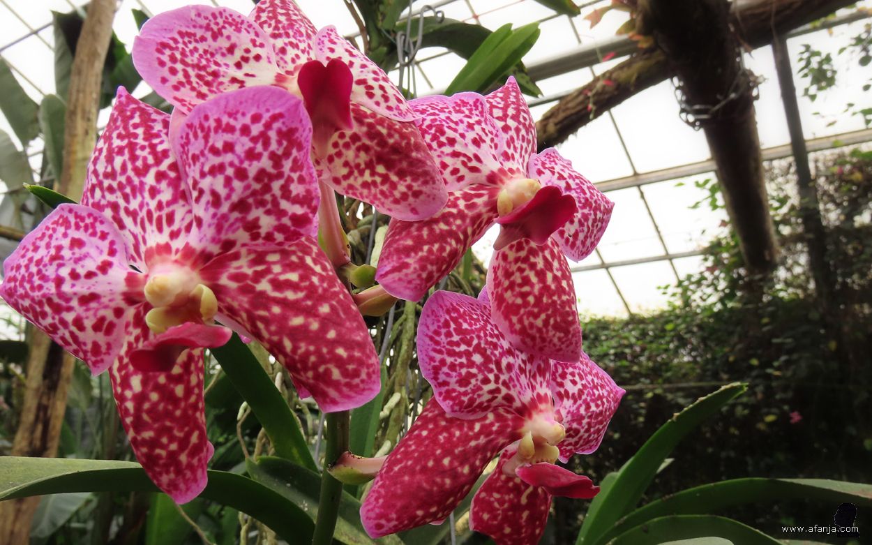 kleur en fleur in de Orchideeënhoeve