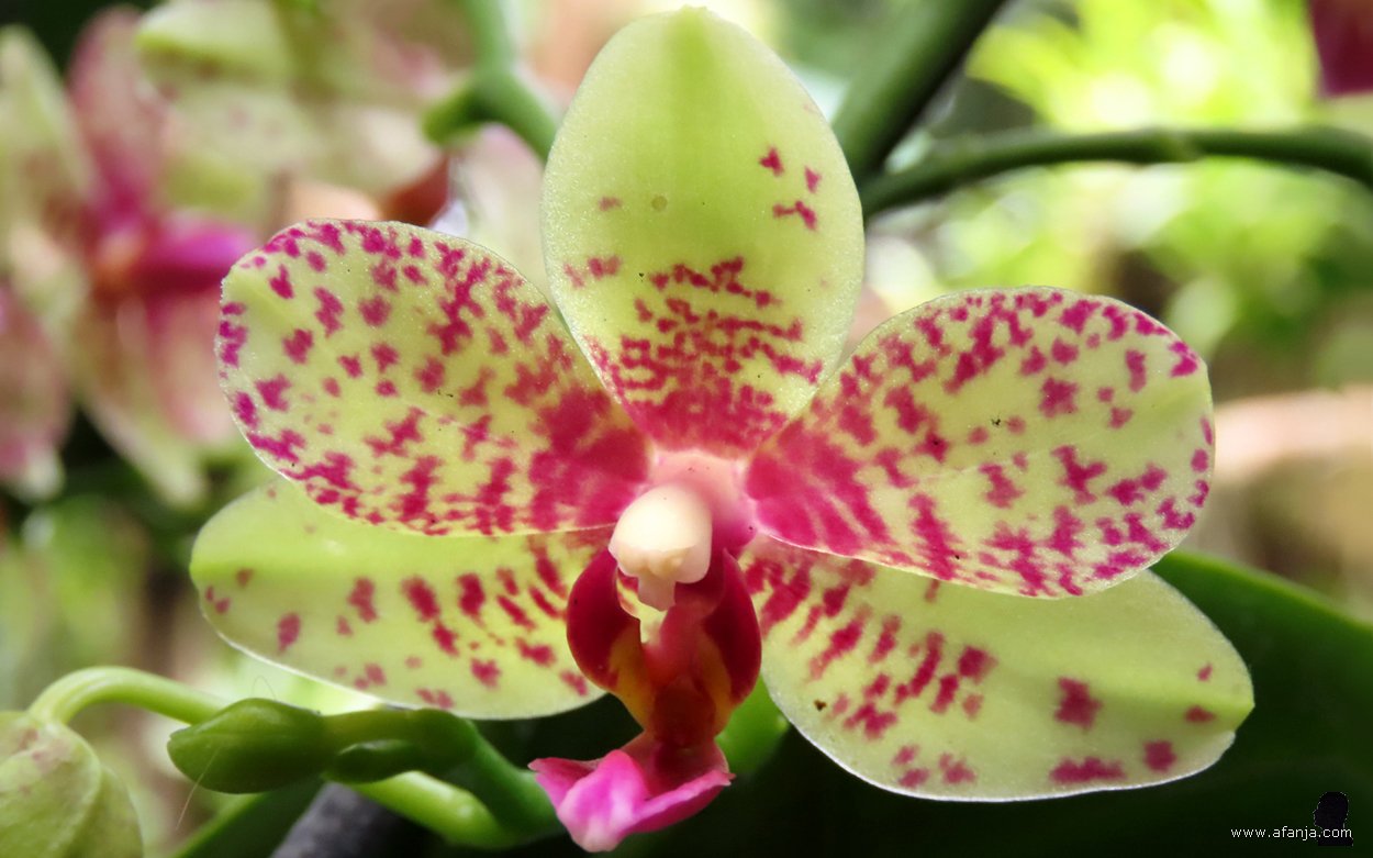 kleur en fleur in de Orchideeënhoeve