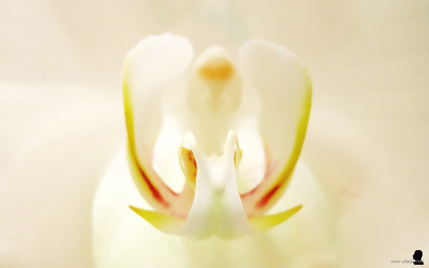 kleur en fleur in de Orchideeënhoeve