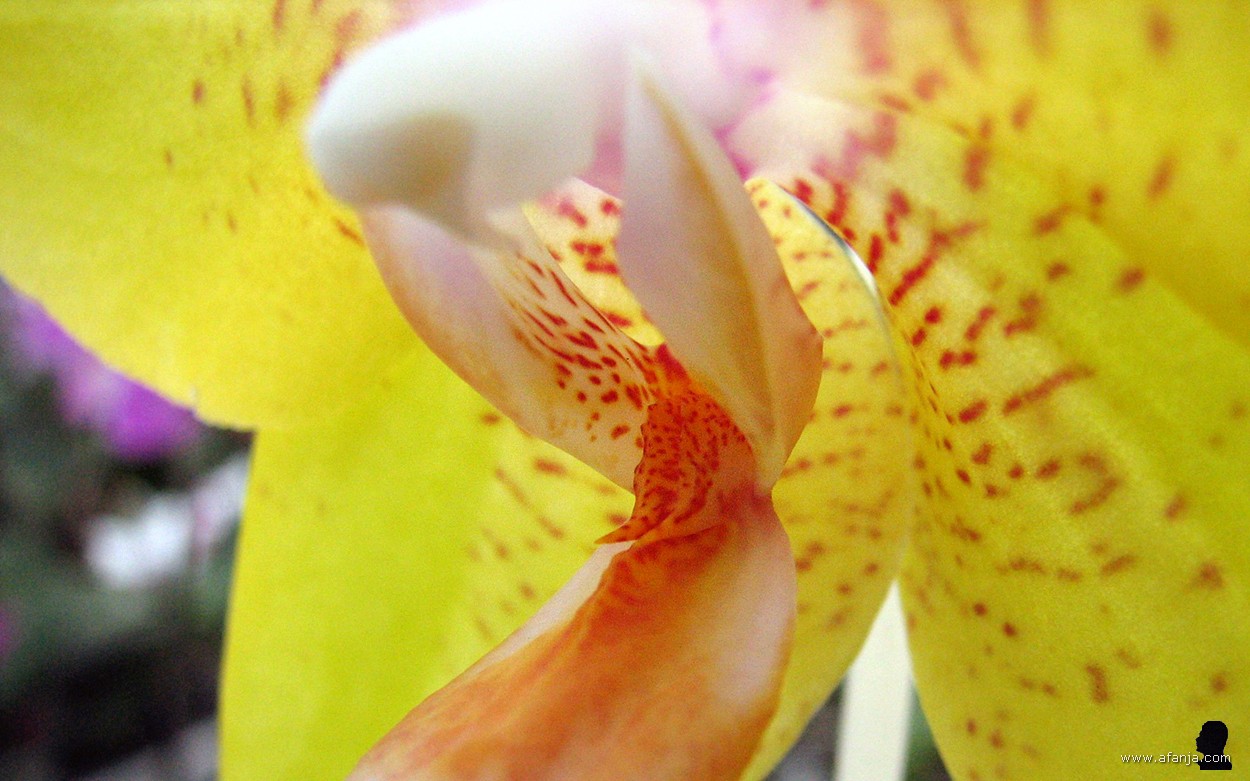 kleur en fleur in de Orchideeënhoeve