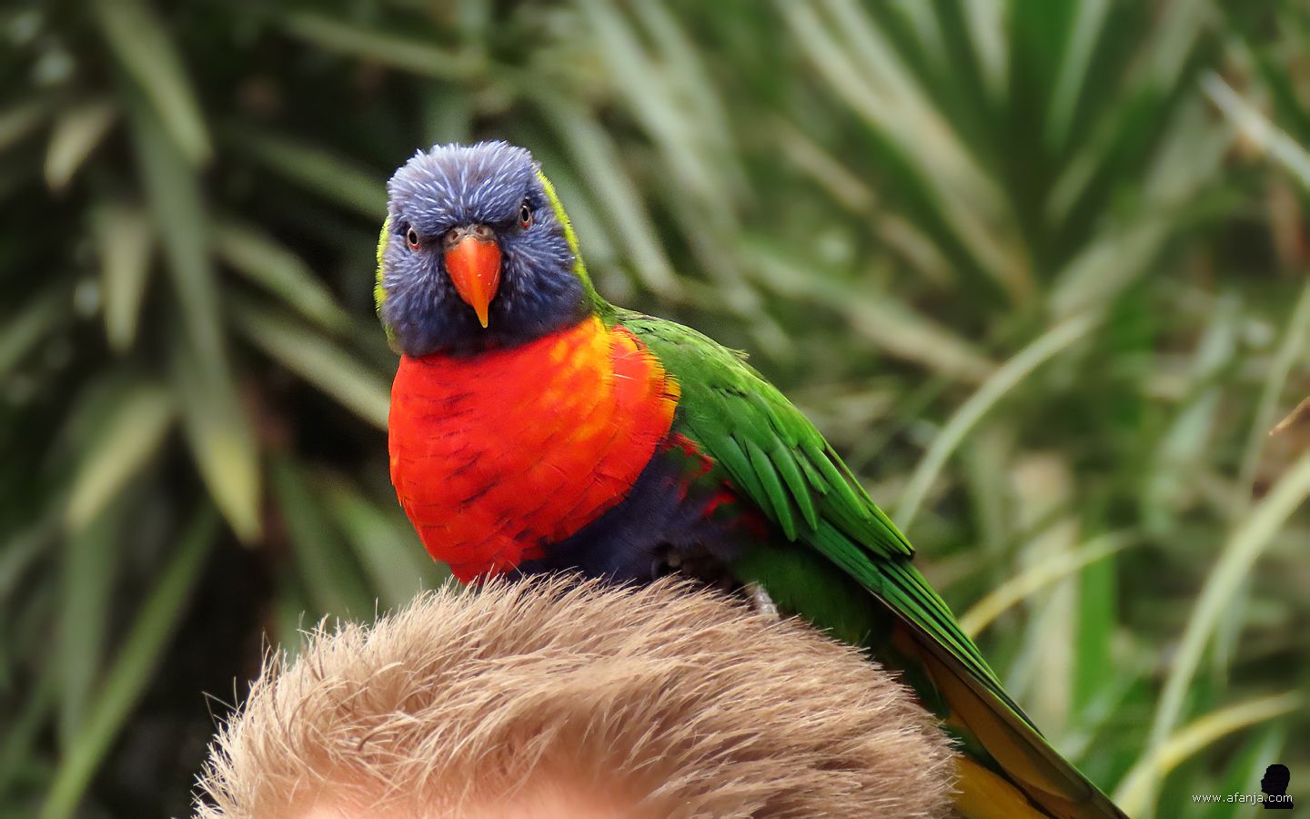 een lori zit op het hoofd van een bezoeker