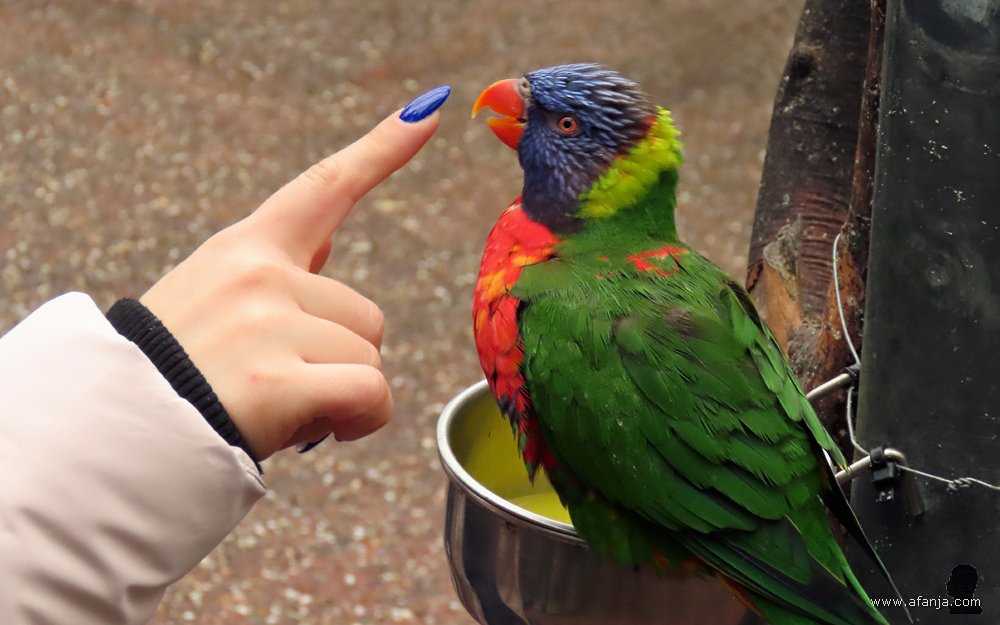 een bezoekster speelt een spelletje met een lori