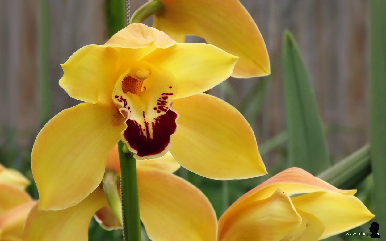 kleur en fleur in de Orchideeënhoeve