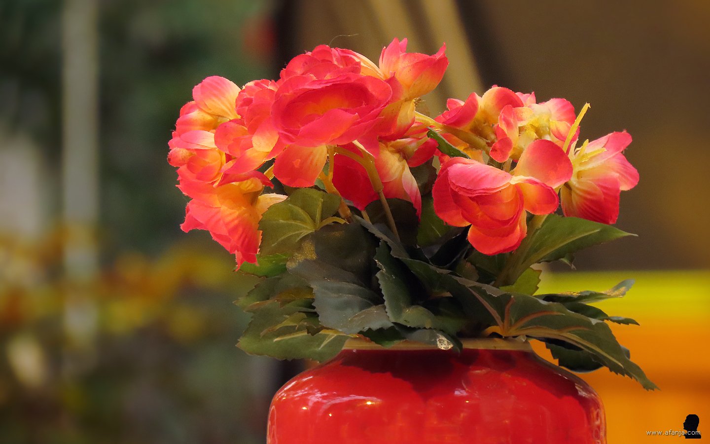 kleur en fleur in de Orchideeënhoeve