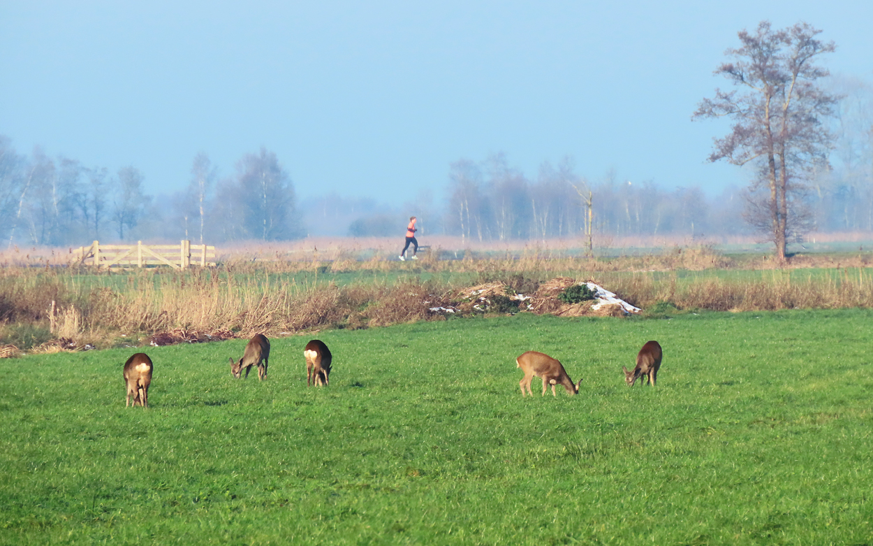 Een frisse, maar zonnige winterochtend in Fryslân. Een sprong reeën staat te grazen in een weiland tussen Oudega en Earnewâld. Op de achtergrond loopt iemand over de Manjepetswei.
