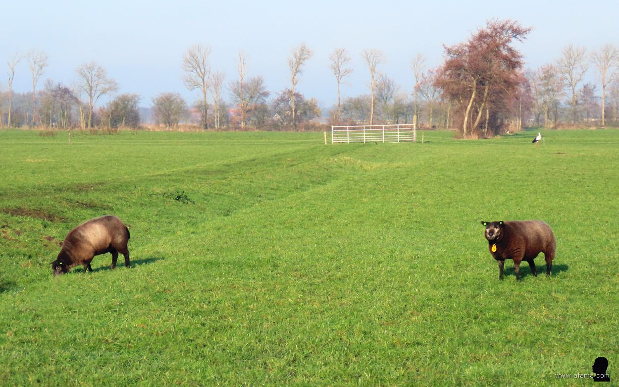 een paar schapen en een eenzame ooievaar in een weiland bij Oudega