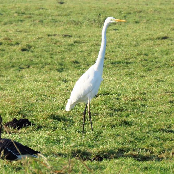de grote zilverreiger houdt halt aan het eind van de groep ganzen