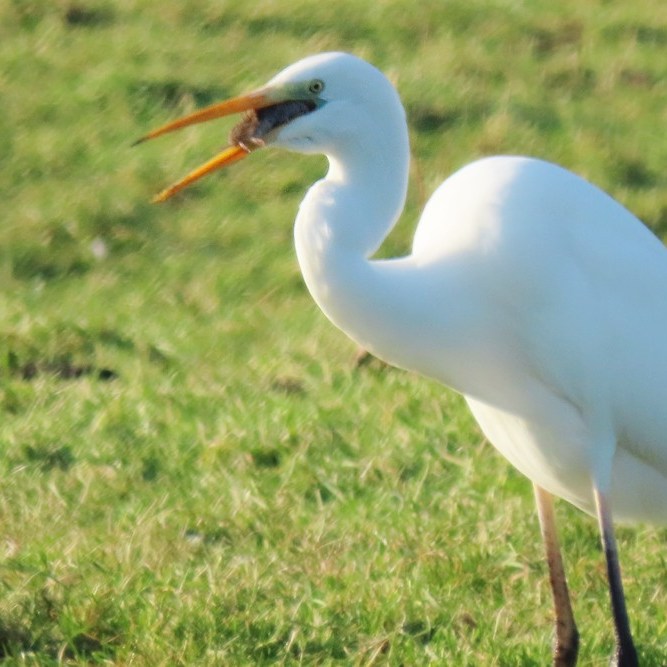 de grote zilverreiger staat op het punt zijn pas gevangen muis door te slikken