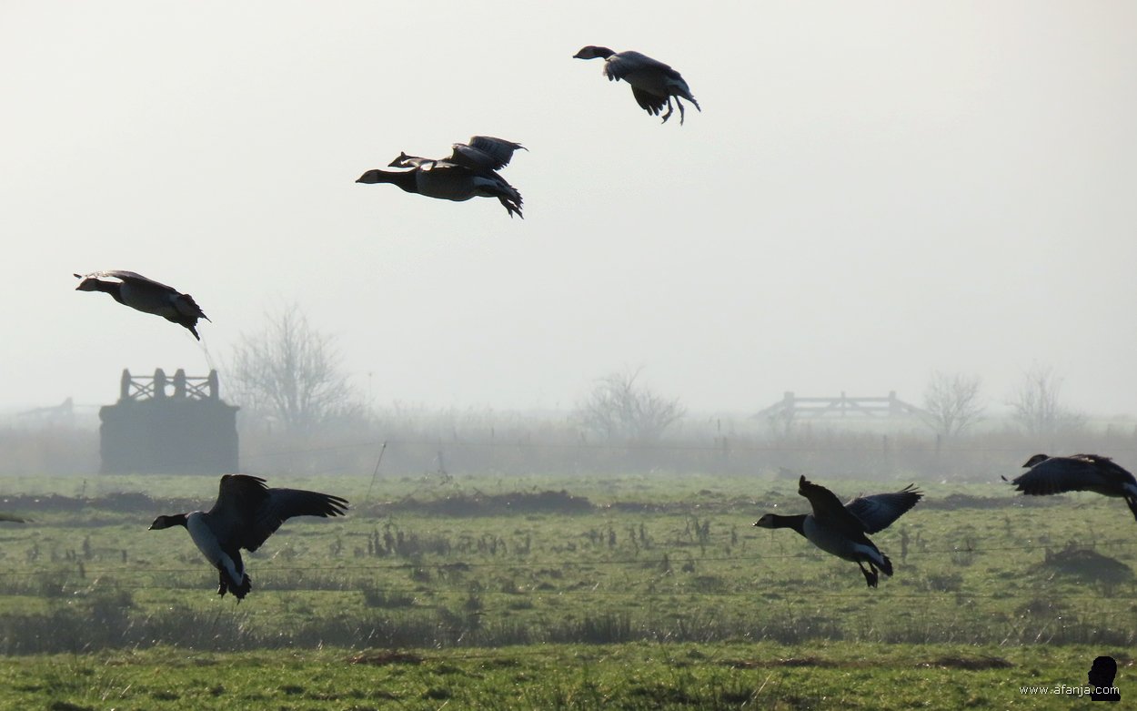 een paar ganzen landen bij de nadering van het mistveld in een weiland