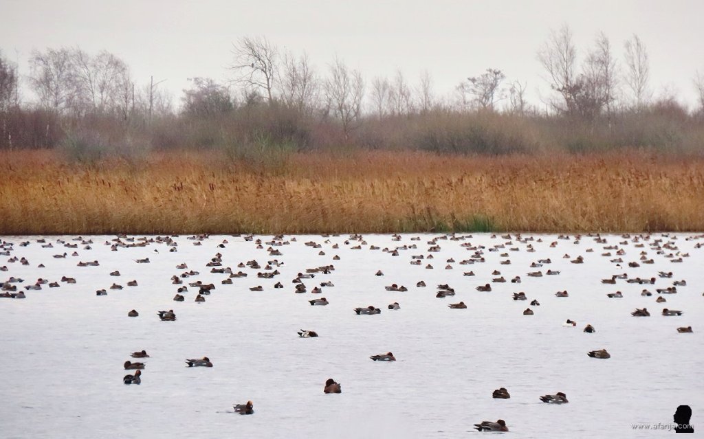 smienten in de Jan Durkspolder met op de achtergrond rietland