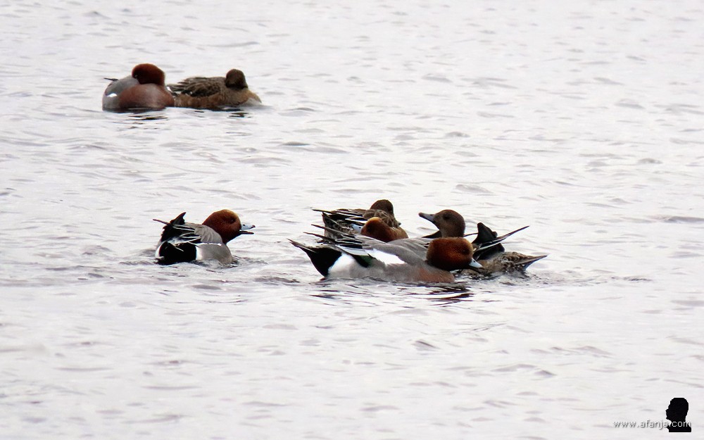 smienten in de Jan Durkspolder