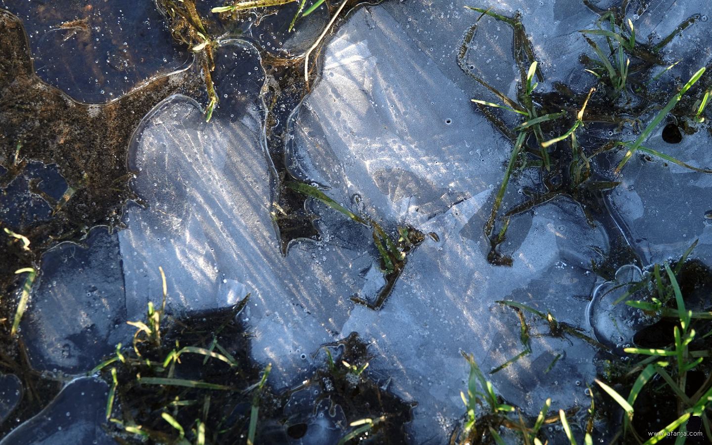 Maandag 8 januari 2024 - Bomijs. IJs drijft op het water, bomijs niet. Bomijs steunt op de walkant. Dat is het gevolg van het malen van het onderliggende water. Er zit dus lucht tussen het ijs en het water. Niet op gaan staan dus, je zakt er doorheen. Het heet bomijs omdat het een dof, hol geluid maakt.