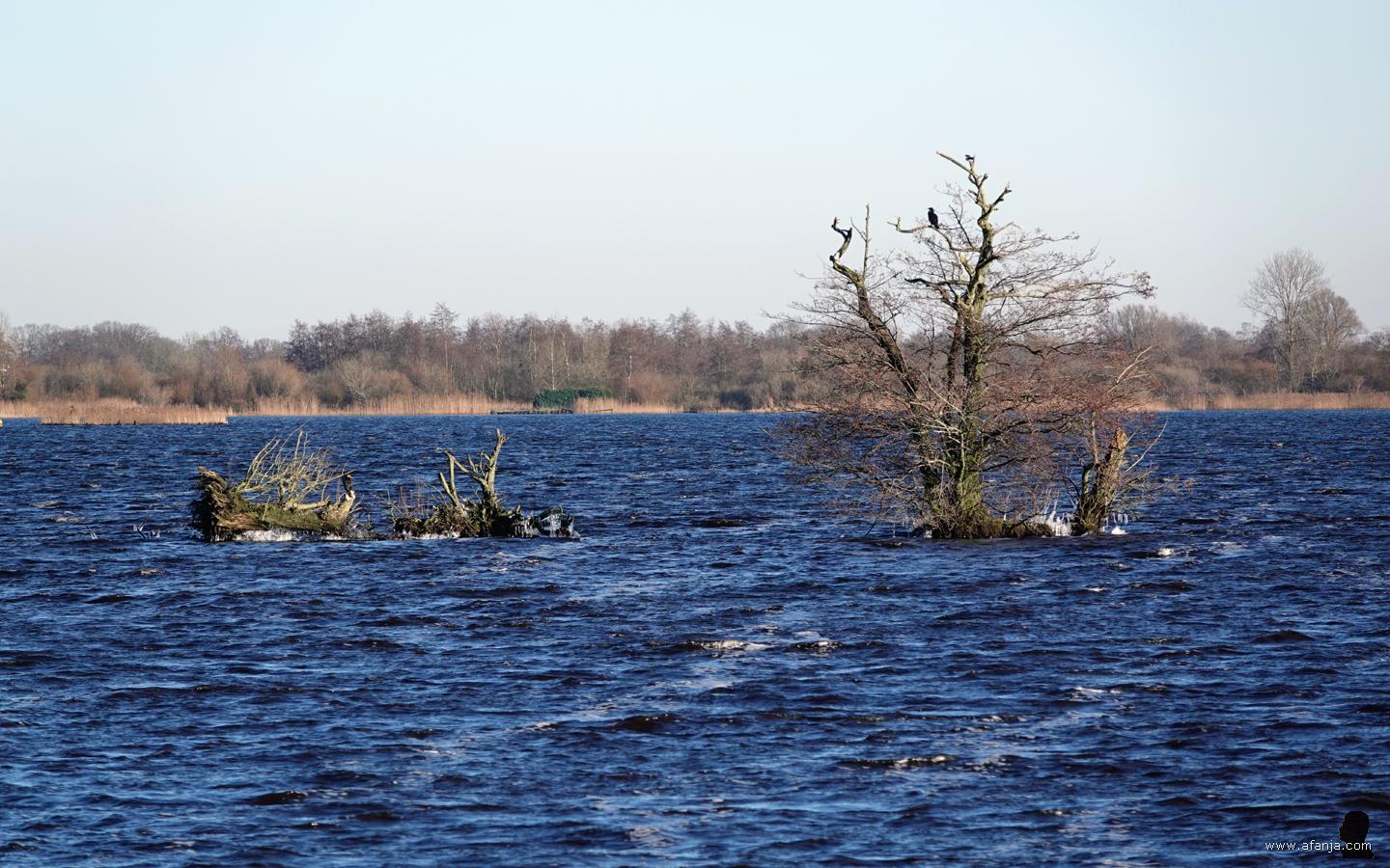 Dinsdag 9 januari 2024 - Bij licht vriezend weer er waait een harde, koude wind over het Friese meertje de Leijen. Wind, water en vorst laten hun sporen achter na in de vorm van een randje ijs rond de restanten van het boomeilandje. Een aalscholver kijkt toe vanuit de boom.