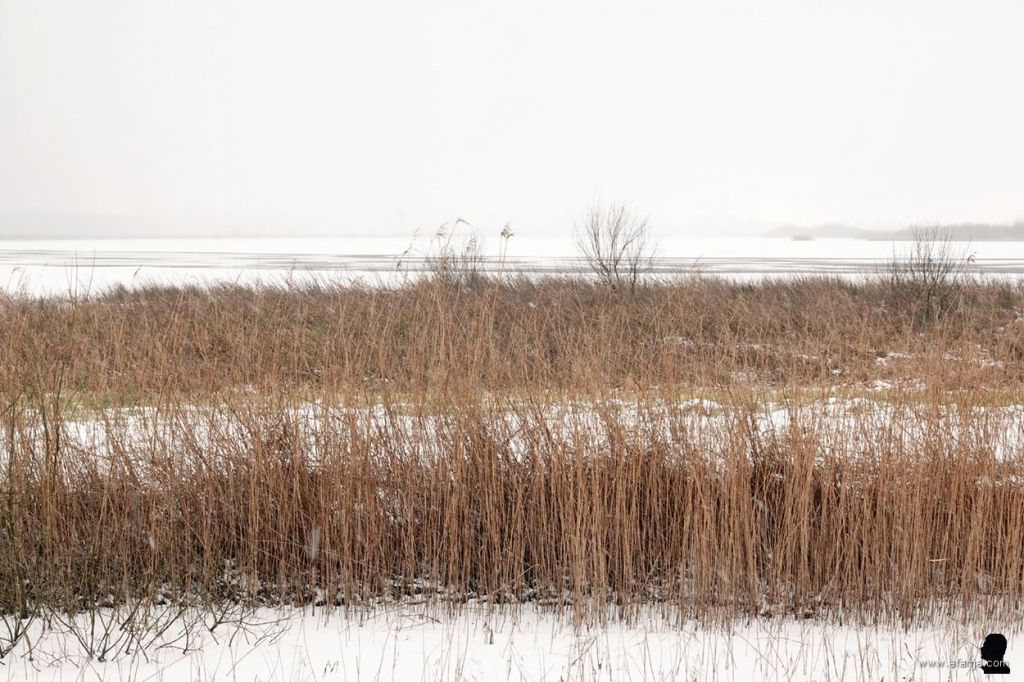 de grote plas in de Jan Durkspolder was bevroren en bedekte met een laagje sneeuw
