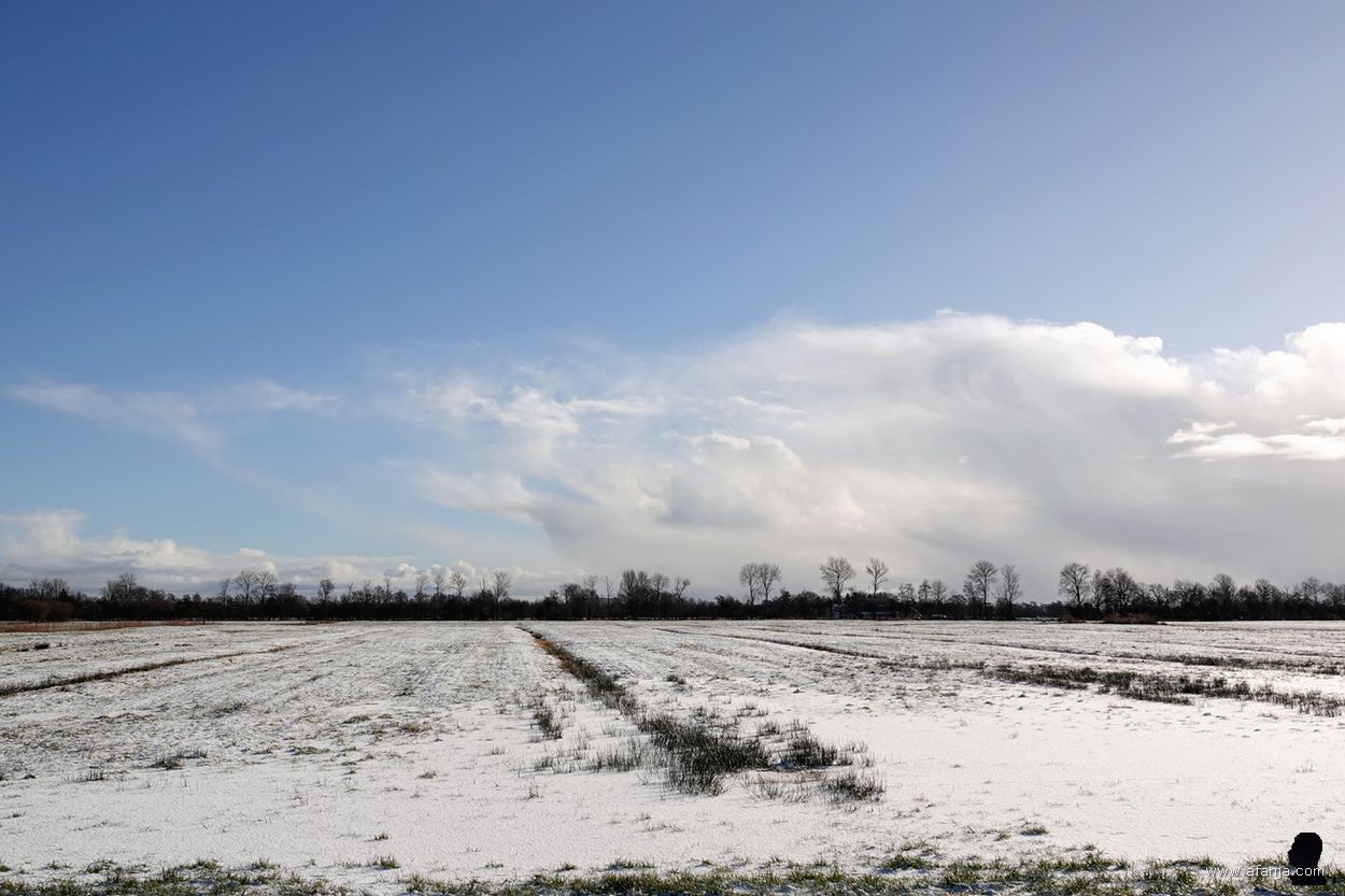 besneeuwd weiland tussen Oudega en Earnewâld