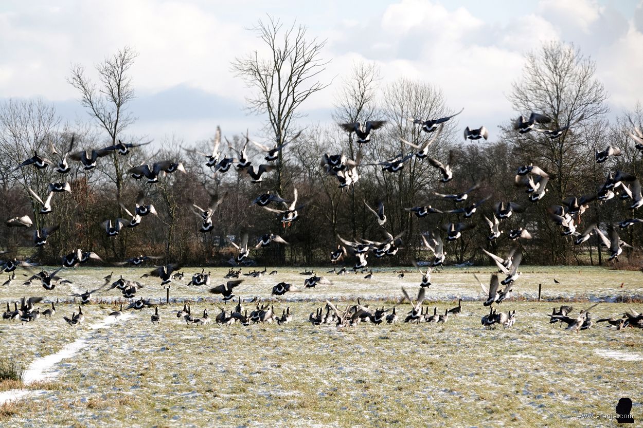opvliegende ganzen tussen Oudega en Earnewâld