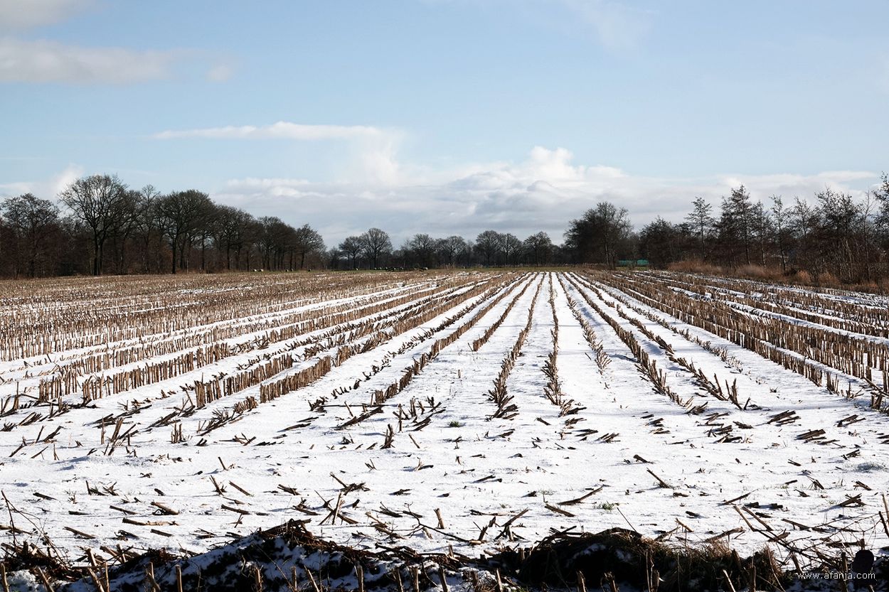 besneeuwde maïsakker bij Garyp