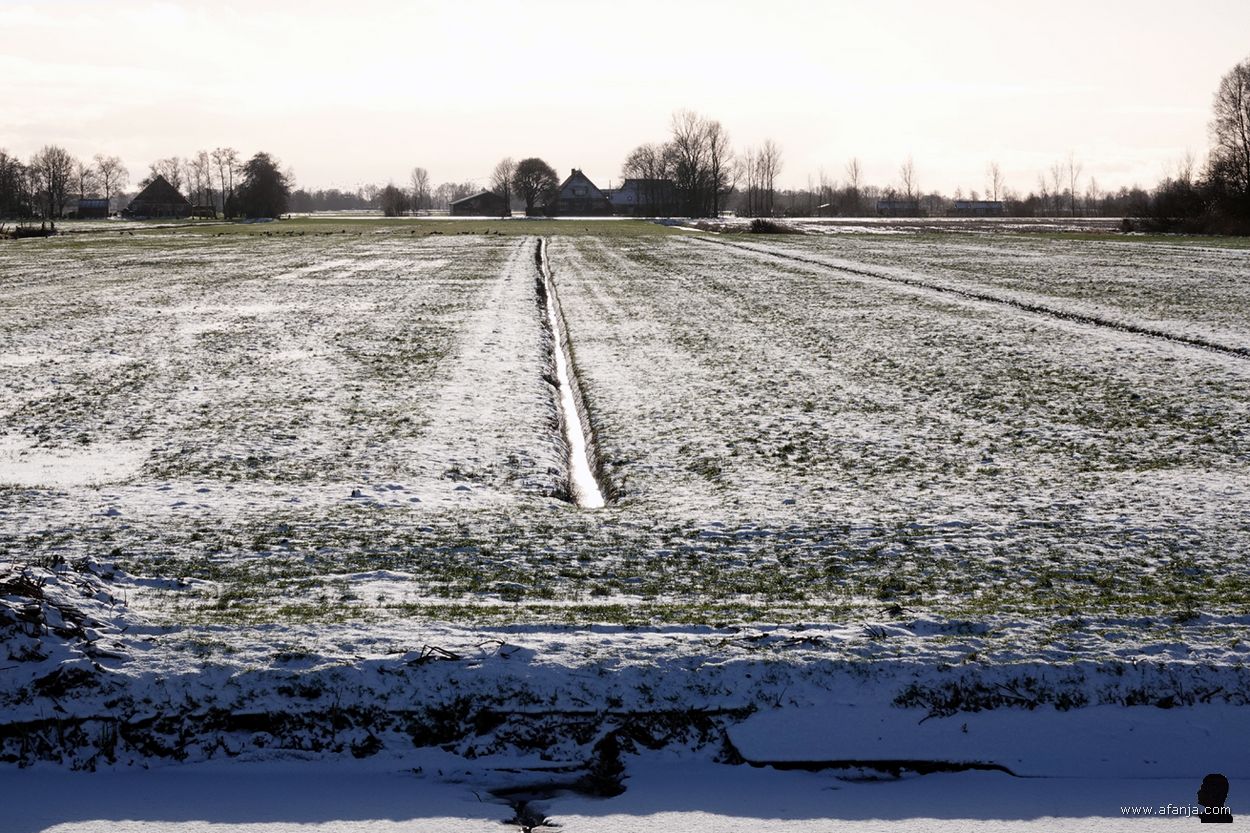 besneeuwd weiland tussen Smalle Ee en De Veenhoop