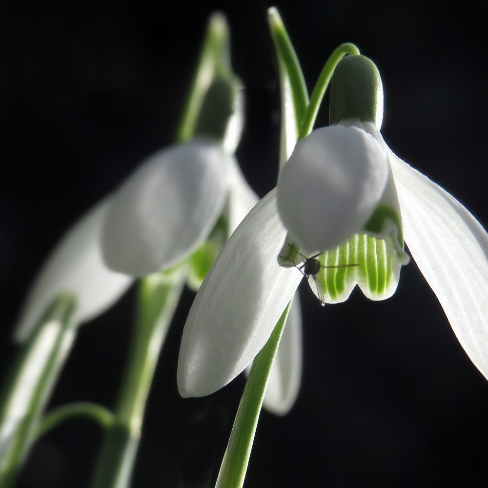 twee sneeuwklokjes en een vliegje