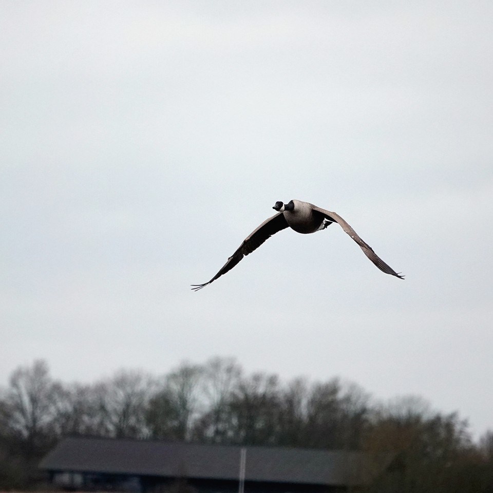 passerende Canadese gans 2