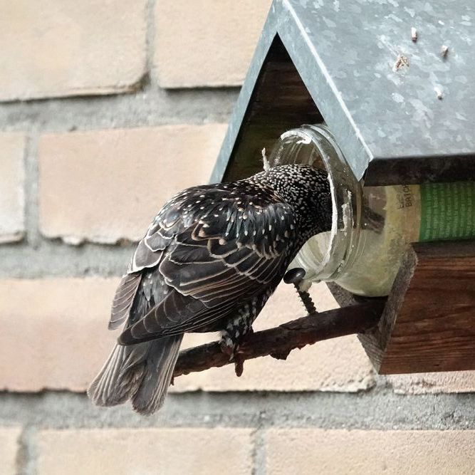 de spreeuw duikt de pindakaaspot in