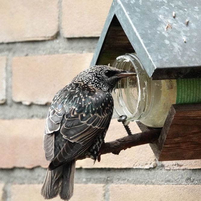 de spreeuw draait zich weer om naar de pindakaas