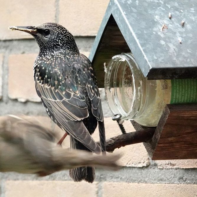 de spreeuw laat zich storen door een voorbij vliegende huismus