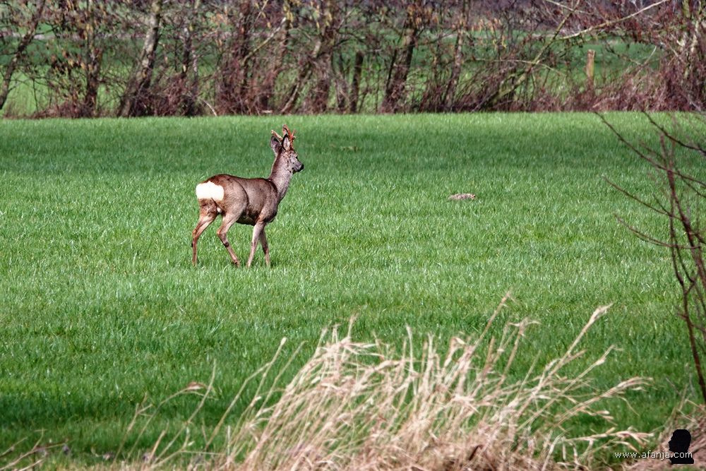 reebok in de buurt van de Leijen (1)