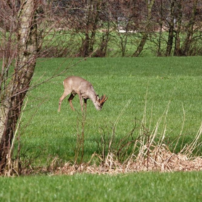reebok in de buurt van de Leijen (2)