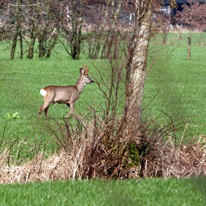 reebok in de buurt van de Leijen (3)