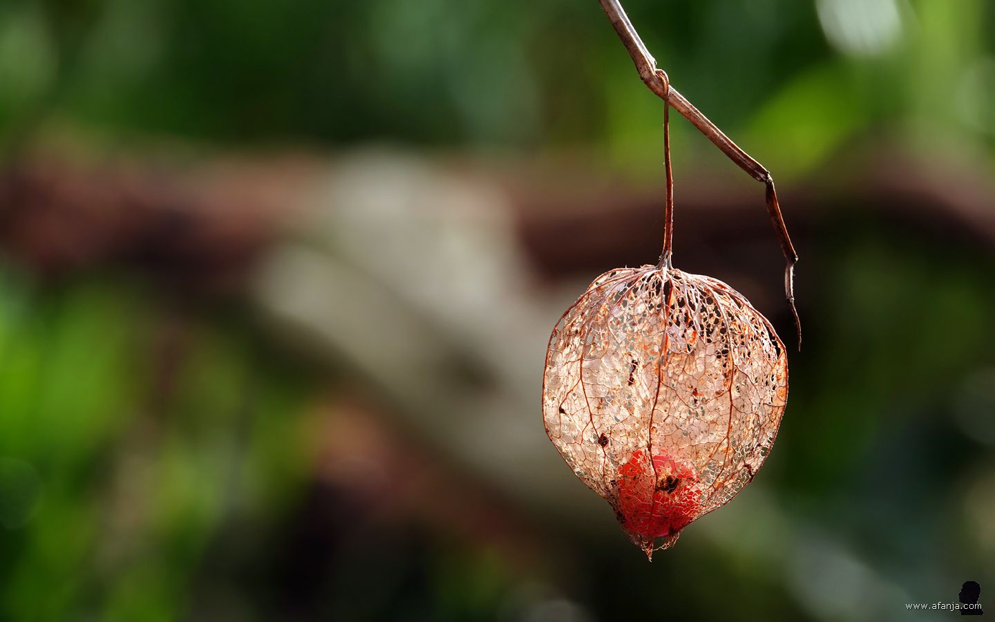 even spelen met een lampionnetje en 'het meisje bij de vijver'