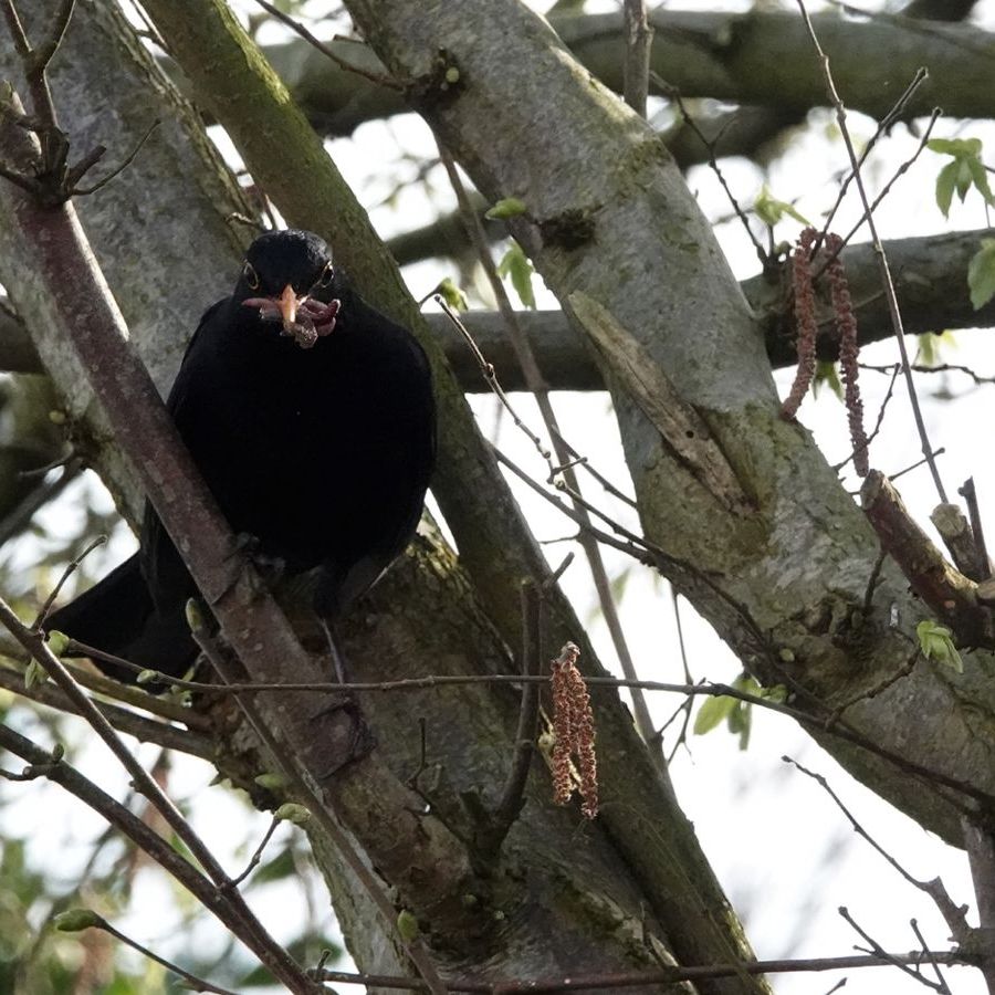 pa merel met een snavel vol wormen voor zijn kuikens