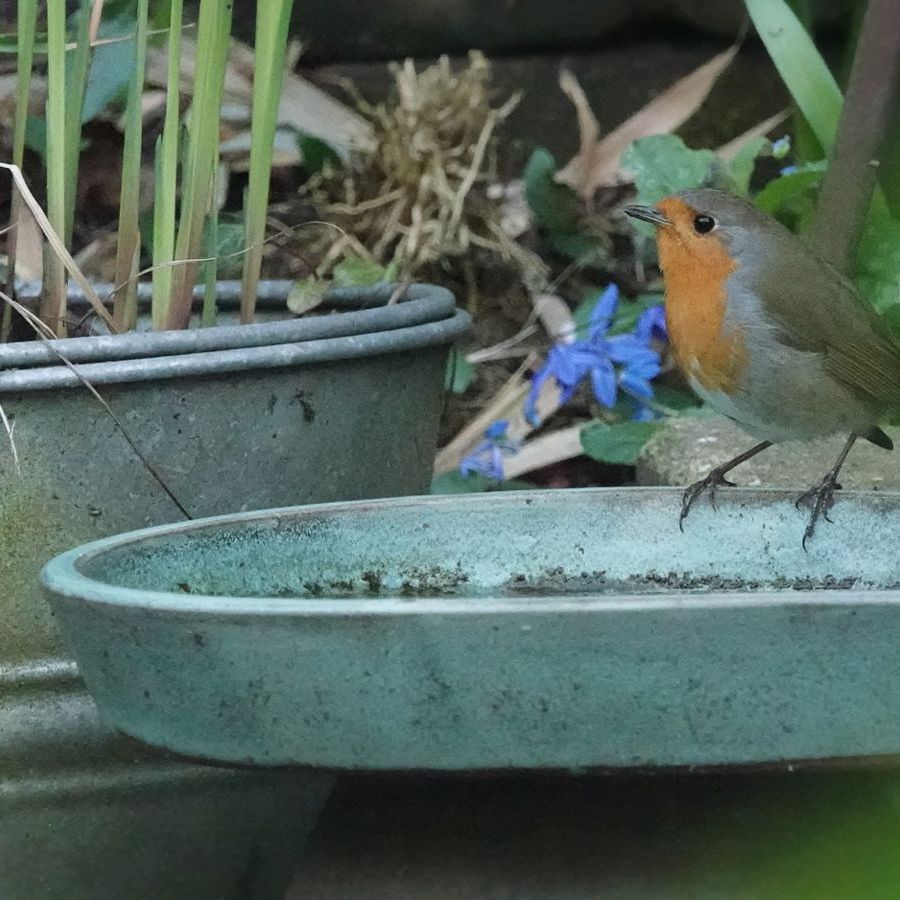 het roodborstje liet zich weer even zien