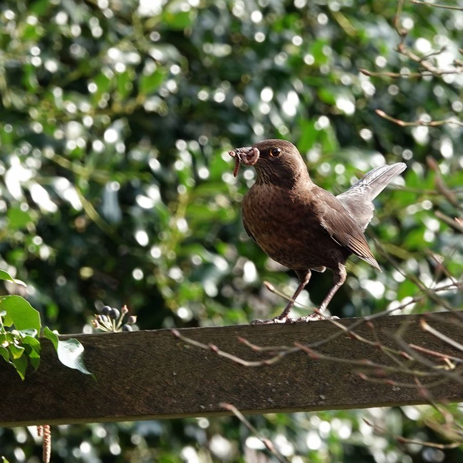 ma merel heeft een tussenstop gemaakt boven de schuttingdeur
