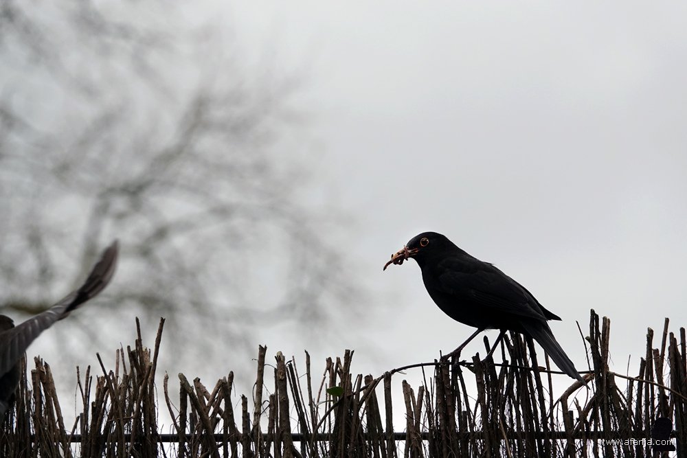 pa merel wacht tot moeder de vrouw het nest heeft verlaten