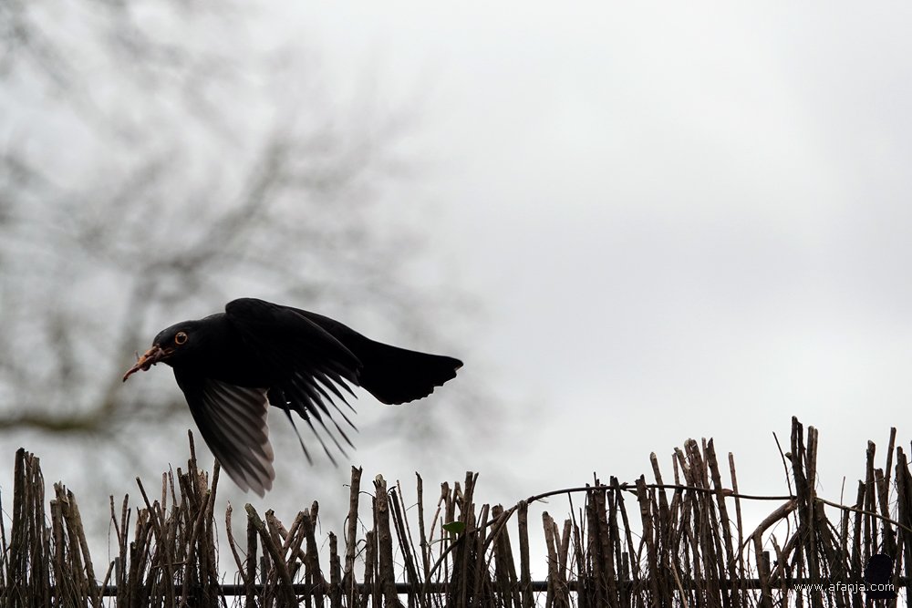 pa merel vliegt met een snavel vol wormen naar het nest
